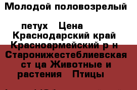 Молодой половозрелый  петух › Цена ­ 350 - Краснодарский край, Красноармейский р-н, Старонижестеблиевская ст-ца Животные и растения » Птицы   